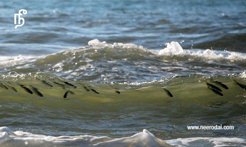 poradu thannambikkai kavithai