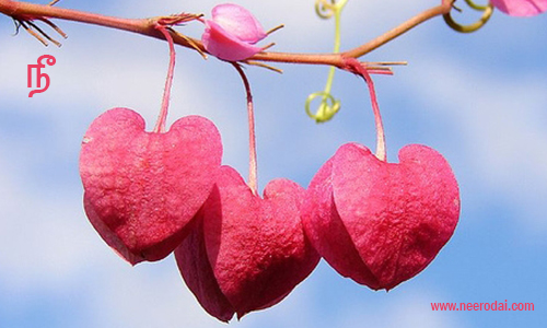 kadhalukku mariyaathai kavithai