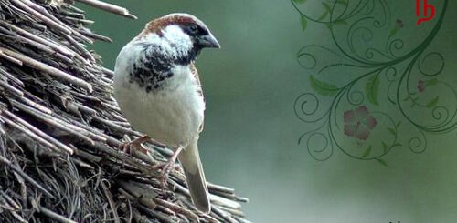 sittukuruvi kavithai