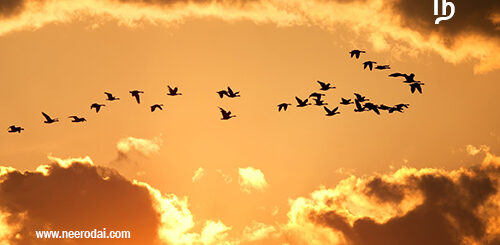 ilaiya samuthaaya paravaigale