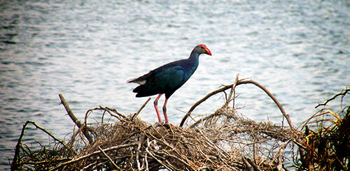 manam kothi paravai kavithai