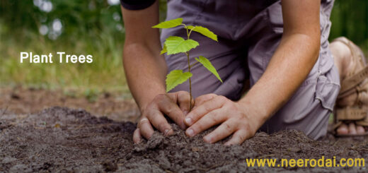 planting tree and importance