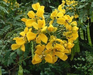 Aavaram Poo Tea
