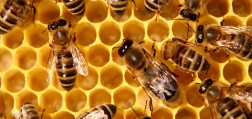 itralian honey bee business
