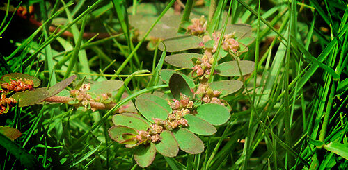 amman pacharisi mooligai payangal