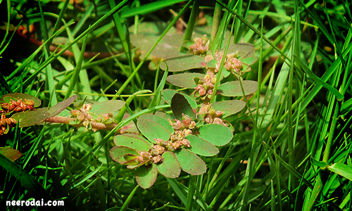 amman pacharisi mooligai payangal