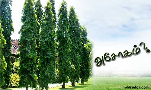 asogam marathin palangal