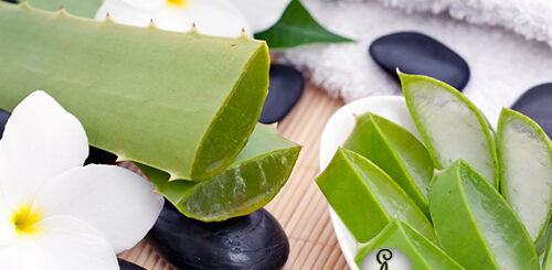 benefits of Cactus katraazhai nanmaigal