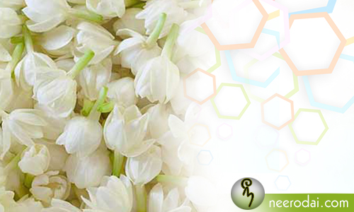 jasmine benefits