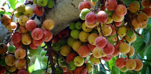 athi maram athisaya maram payangal