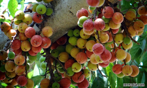 athi maram athisaya maram payangal