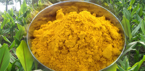 Six Best Benefits of Kasthuri Manjal (Wild Turmeric)