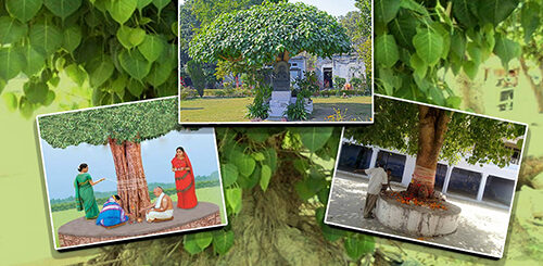 atasamarathu aavi peepal tree ghost