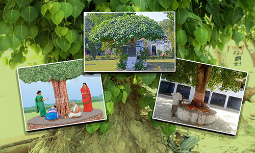 atasamarathu aavi peepal tree ghost