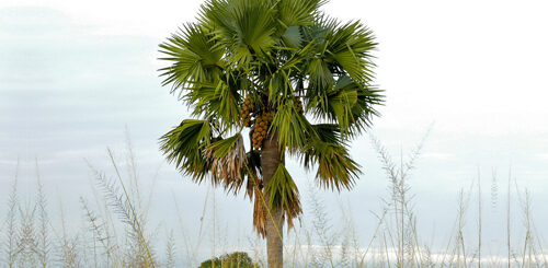 panai maram kaappom palm tree benefits