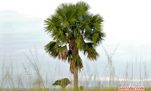 panai maram kaappom palm tree benefits