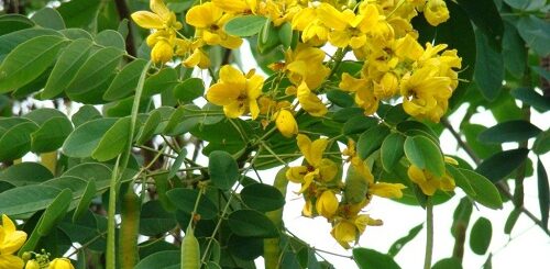 avaram sedi maruthuva gunam medical properties