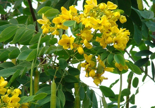 avaram sedi maruthuva gunam medical properties