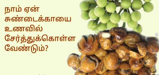 sundakkai vathal benefits