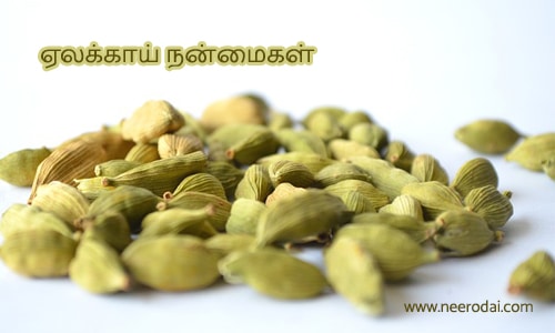 elakkai nanmaigal tamil