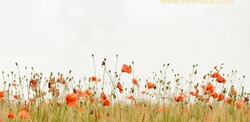 kaathal kavithaigal thoguppu