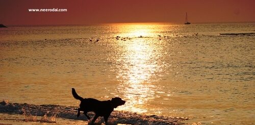 tamil kathai korona kalam