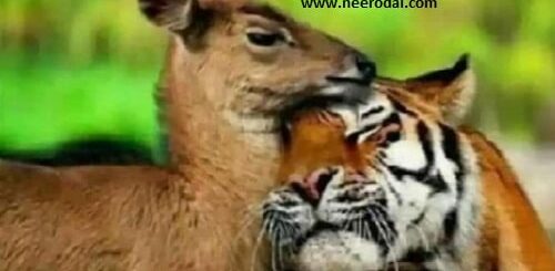 kavithai thoguppu 49